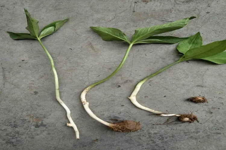 中药半夏图片大全