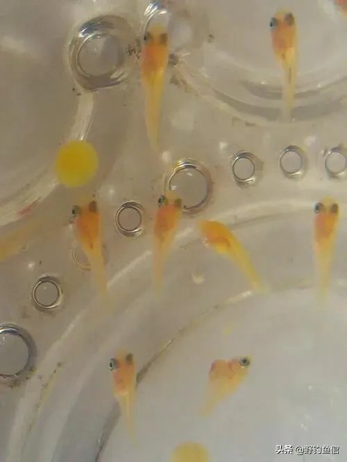 鱼塘随便放三四条小鲫鱼能繁殖越来越多吗？