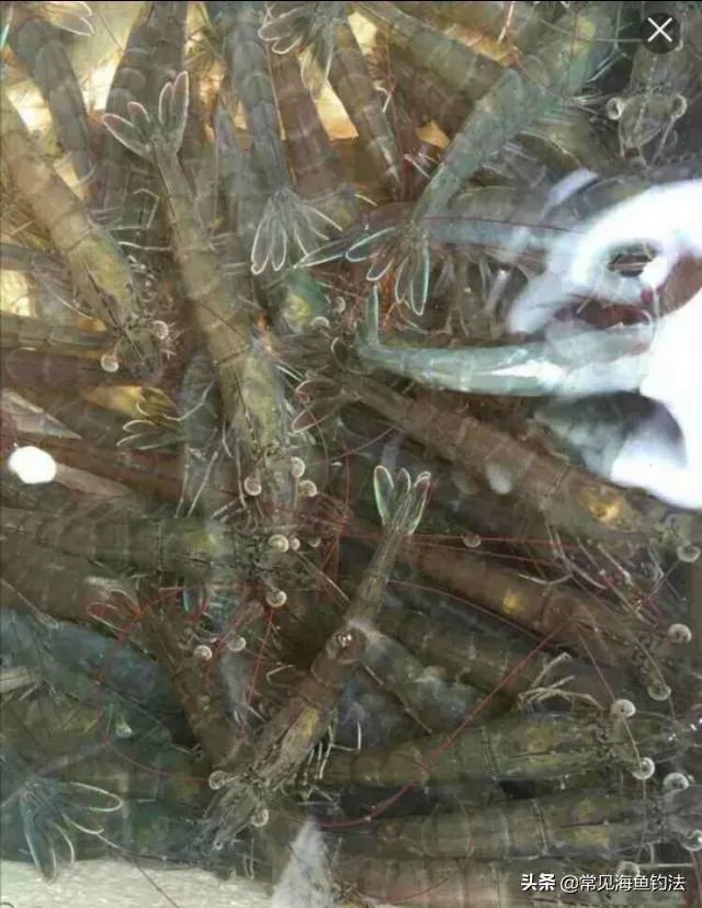 海中钓鱼用什么饵？