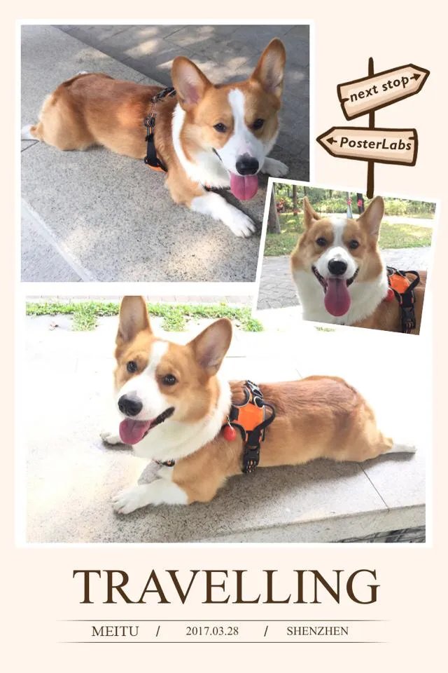 柯基5个月一天能跑多少公里