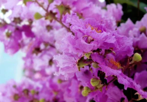 哪种植物被称为痒痒树   痒痒树的学名叫什么