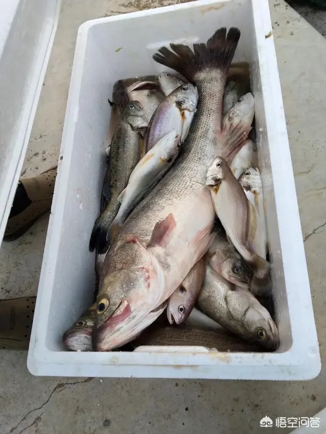 海中钓鱼用什么饵？