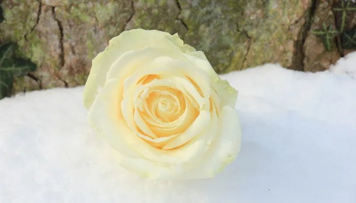 象牙白是什么颜色 象牙白应该是什么颜色