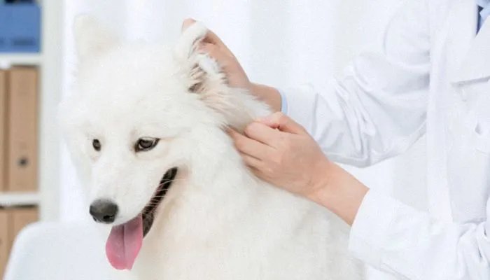 萨摩耶起名字大全 好听的萨摩耶狗名字