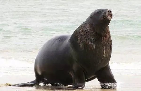 海狮和海豹的区别图片?