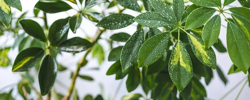 清香木的养殖方法和注意事项 清香木的养殖方法