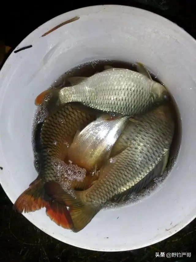 升钟湖钓鱼怎么收费？ - 芝士回答