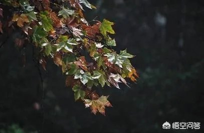 立秋写一首小诗