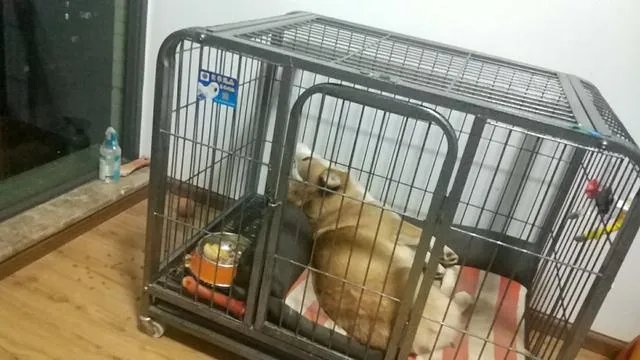 柯基5个月一天能跑多少公里