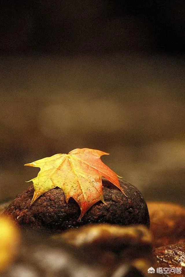 立秋写一首小诗