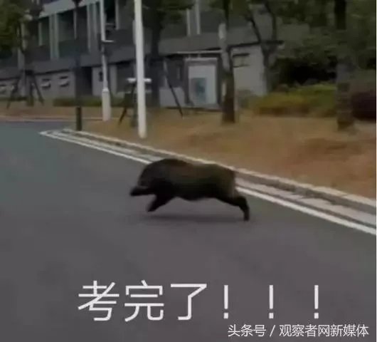 如何看待“野猪闯进南京大学校园,保卫处介入处理”?
