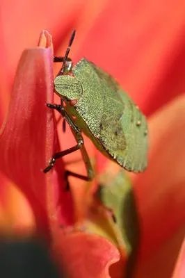 风湿性关节炎可以根治吗要怎样治疗