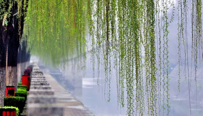 柳树是怎么传播种子的 柳树是怎么传播种子的方法