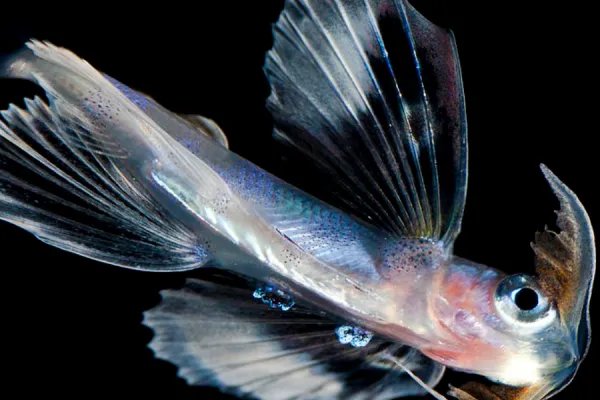 你知道哪些海底动物它们有什么特点请你简要的写下来