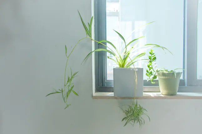 日历上的末伏是什么意思 末伏有什么含义