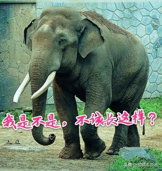 您对肖战设计疑似侵权怎么看？