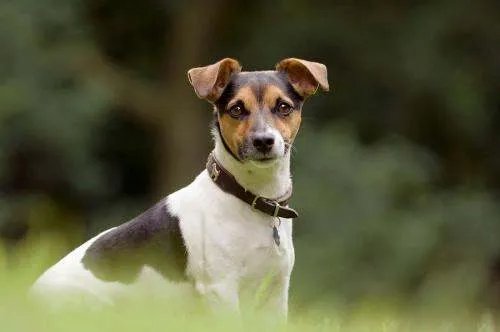 狗能坐公交车吗？