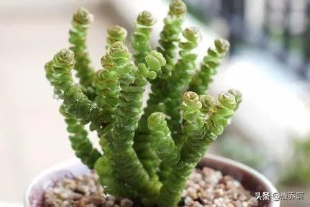 钱串子花长的不好怎么办？