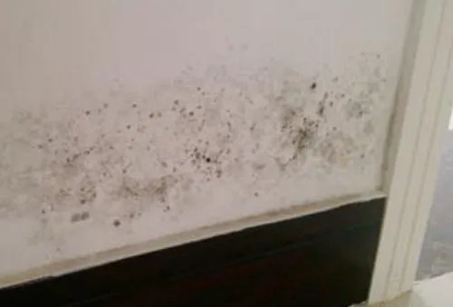 房间墙壁发霉怎么处理 墙壁发霉的原因及危害