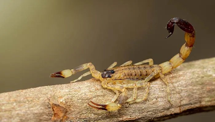 蝎子养殖方法 蝎子养殖方法有哪些