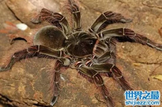 蜢蜘是蜘蛛界的大长腿，张开爪子有38厘米 