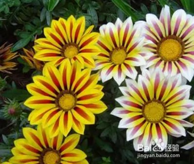 勋章花的养殖方法