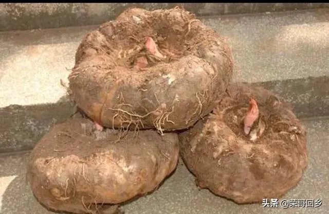 请大家帮忙一下,现在魔芋种子偏贵,现在种植魔芋的市场前景如何?