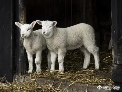 如何处理畜禽粪便?