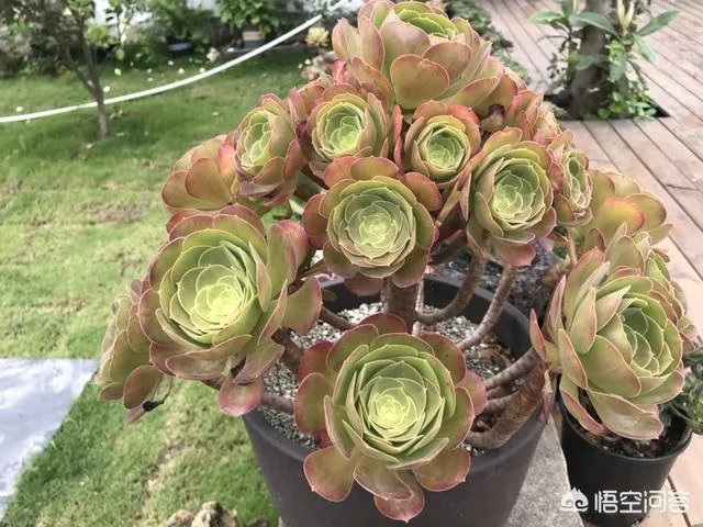 不同的多肉植物，在度夏时，有什么区别吗？