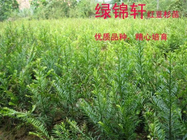 高度一米五左右的红豆杉盆景大概多少钱？