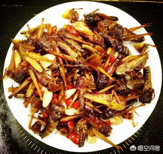 你认为农村养殖蝗虫前景怎么样?