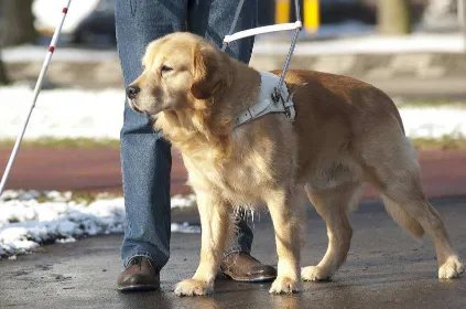 狗能坐公交车吗？