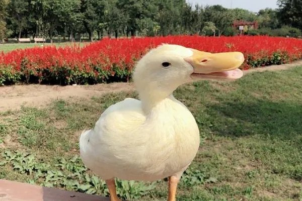 王珞丹发布寻鸭启事,鸭子被吃谁应该负责?