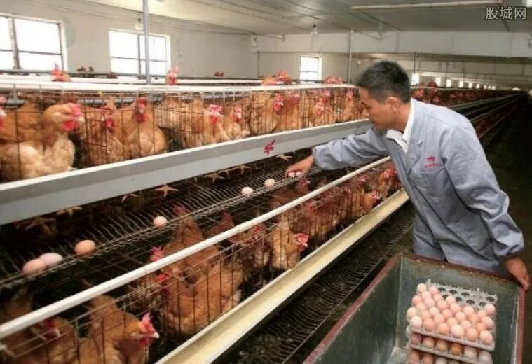 2018农村养殖什么赚钱 这几种项目能让你快速致富