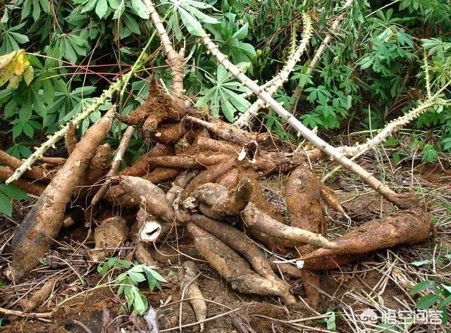 你记忆中的“龙岩味道”是什么？