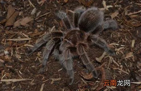 火玫瑰蜘蛛咬人吗？