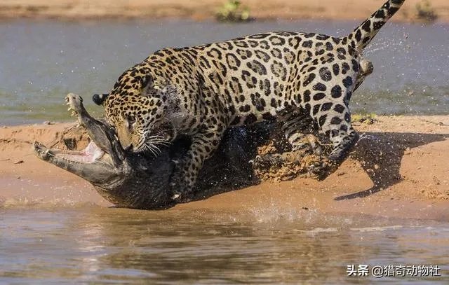 豹子为什么敢吃鳄鱼