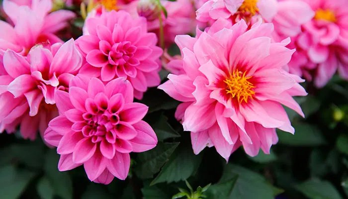 大丽花怎么修剪 大丽花的修剪方法