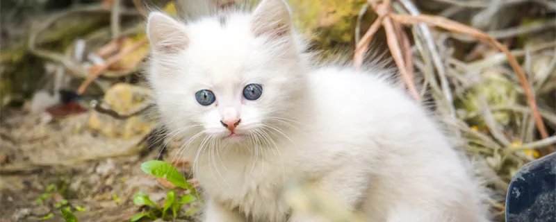 土耳其安哥拉猫是否粘人 土耳其梵猫是长毛猫吗