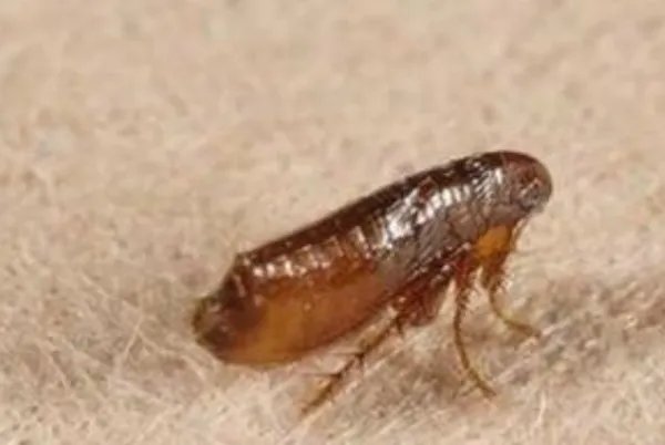 世界十大最强虫子