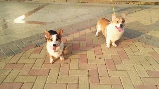 柯基5个月一天能跑多少公里