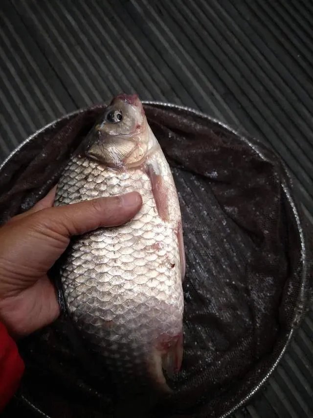 户外钓鱼直播怎么做？