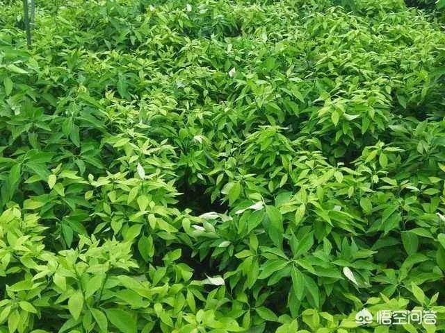 如何给柑橘苗除花？