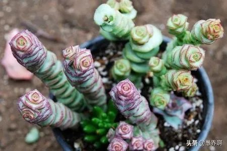 钱串子花长的不好怎么办？