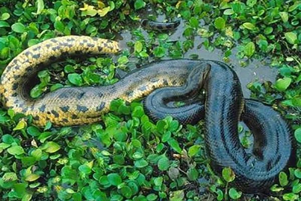 世界上最大的十种蛇，地毯蟒上榜，第一重量达250公斤