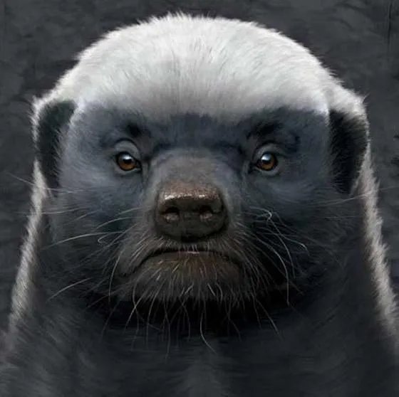 平头哥蜜獾到底有多强大？