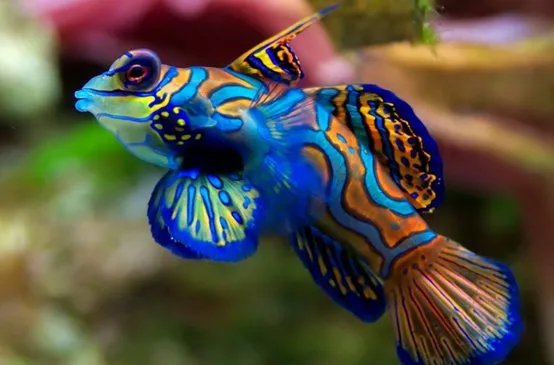 为什么潜水时不能触摸海洋生物?