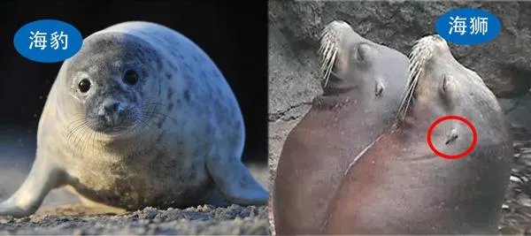 海狮和海豹的区别图片？