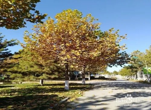 【校园指南】山西医科大学汾阳学院天气应对攻略