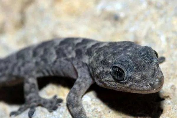 主播吃壁虎身亡，为什么现在那么多人，为了走红不管不顾？